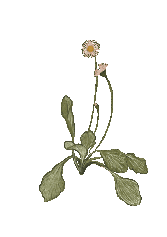 Wildflower Slowliving Sticker by MadgenFou