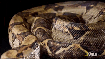 boa constrictor snake GIF by Nat Geo Wild