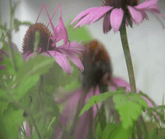 ahmad-hussein pink katydid 2 GIF