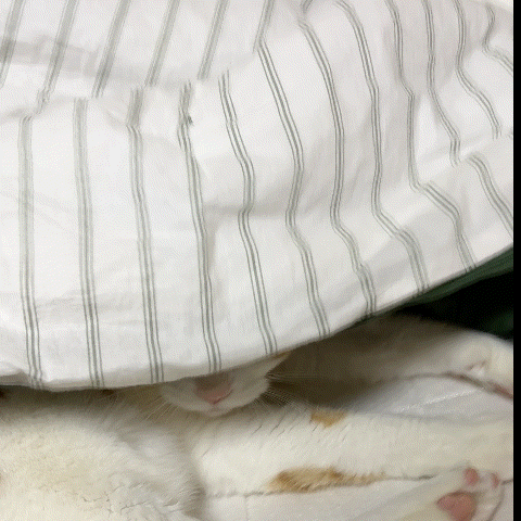 Cat GIF