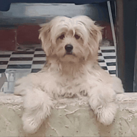 Dog Puppy GIF