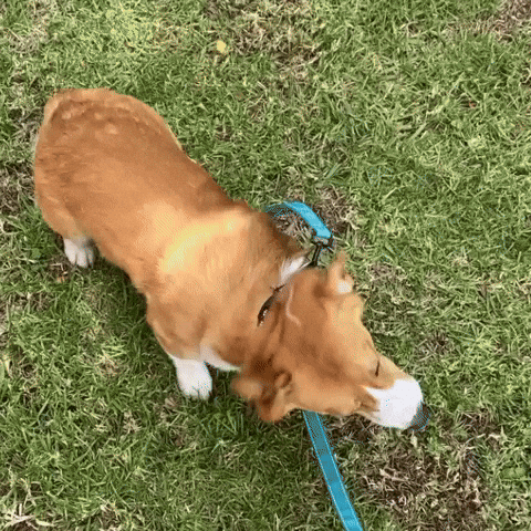 Corgi Shake It Off GIF