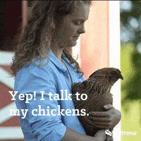 Chickens GIF by Nutrena Feed