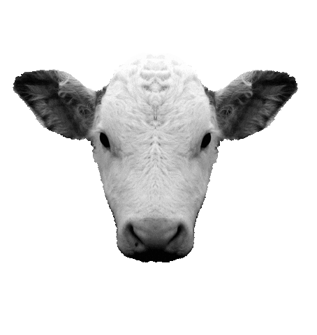 Friends Vegan Sticker by Projekt Lebenslänglich