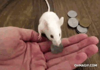 Fetch Stuart Little GIF - Find & Share on GIPHY