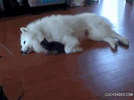 GIFS ANIMALES gifs animales: