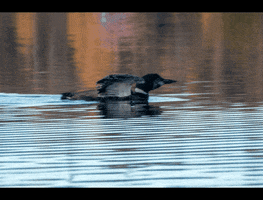 Animals GIF