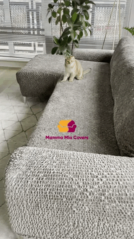 Cute Cat GIF by mammamiacovers