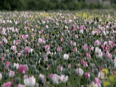 Opium Wars Pink Gif By National Geographic Channel Find Share On Giphy