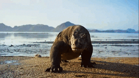 Komodo GIFs - Get the best GIF on GIPHY
