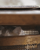 Cat Eyes Cool Cats GIF by Sheba Official