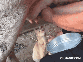 GIF tso los ntawm Kelly