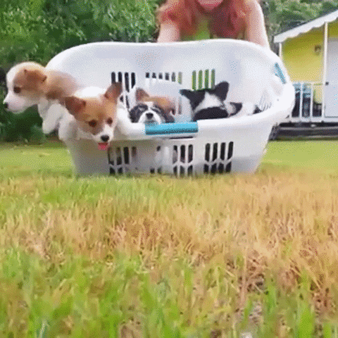 Video gif. Basket of Corgi puppies is brought into the yard and the puppies are let loose to run around. One comes up to the camera and sniffs around.