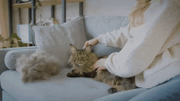 Cat GIF