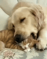 Dog and Cat GIFs