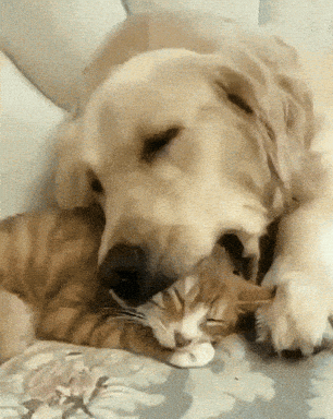 Dog An Cat GIFs - Get the best GIF on GIPHY