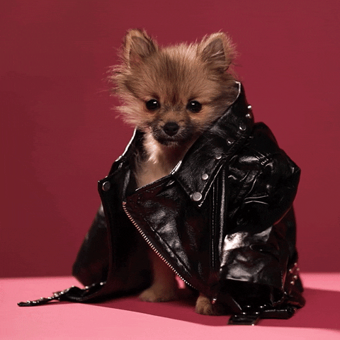 Dogs Wearing Clothes GIF by giphydiscovery