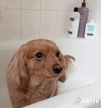 GIF by Boomer The Perfect Mutt