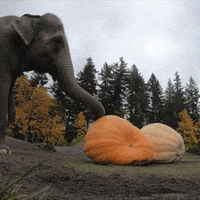 Halloween Crush GIF by Oregon Zoo