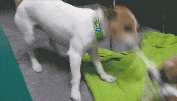 Youtubethepetcollective GIF