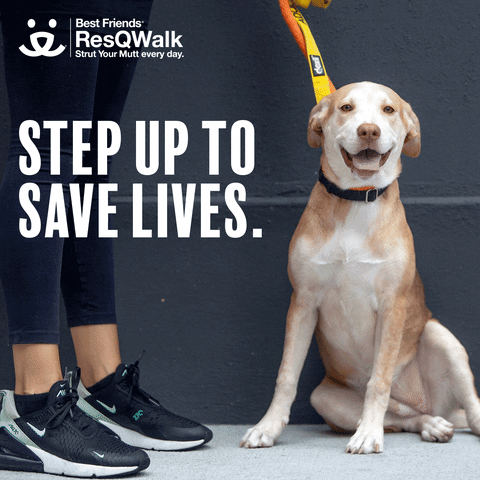 Save Them All Step Up GIF by Best Friends Animal Society