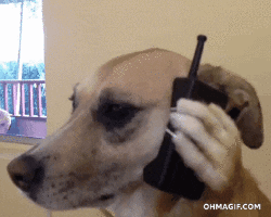 Video gif. A dog holds a toy cell phone up to its ear with its paw and looks concerned.