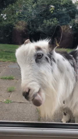 goat window GIF by Prezzybox