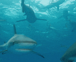 Discovery Sharks GIF by Shark Week