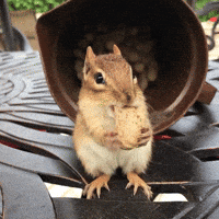 Explore you are nuts GIFs