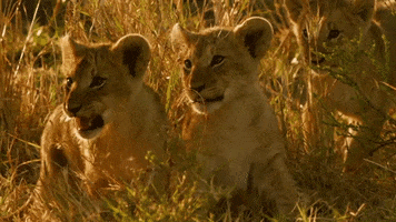 Lion Cub Monkey GIF by Discovery