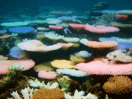 Zoom In Coral Reef GIF by Justin