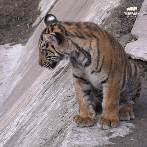 Fun Tiger GIF by Tierpark Berlin