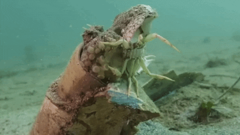 Sea Creature Crab GIF by OctoNation® The Largest Octopus Fan Club! - Find & Share on GIPHY