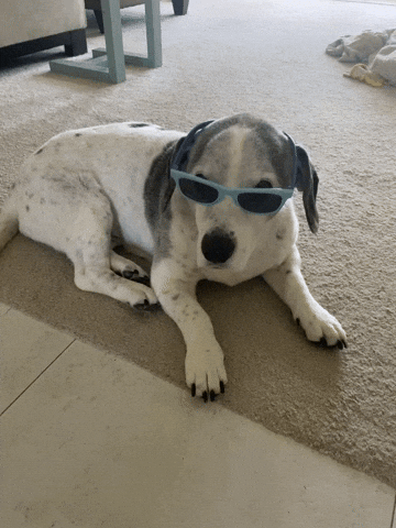 Cool Dog GIFs - Find & Share on GIPHY