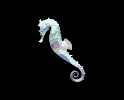 Sea Creatures GIF