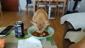 Gato Comiendo Lentejas GIF