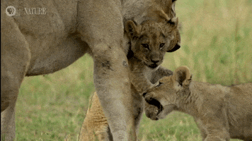 Big Cats Cat GIF by Nature on PBS