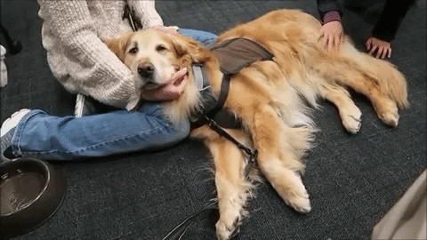 therapy dog
