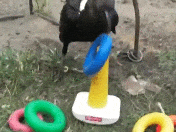 Crow GIF - Find & Share on GIPHY