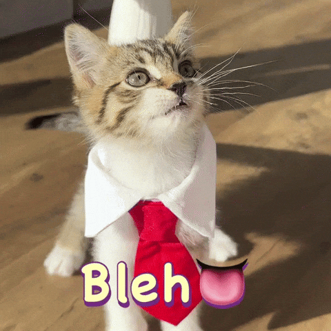 Love You Cat GIF