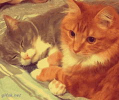 Video gif. Gray cat rests on its side next to an orange cat, wrapping its paw around the orange cat's neck as the orange cat stares with intense, wide-eyed fixation at something offscreen. It looks like the gray cat wants to calm down the anxiety of the moment and just chill.