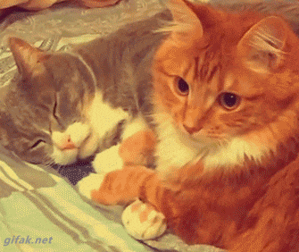 Katten Knuffelen GIF