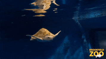 Sea Turtle Swimming GIF by Brookfield Zoo