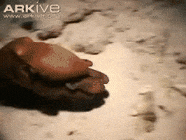 https://media4.giphy.com/media/gnvggfajehhAc/200.gif#14-grid1