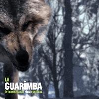 snarling wolf gif
