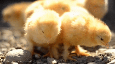 Baby Chickens GIF - Find & Share on GIPHY