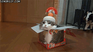 giphy.gif