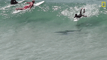 Nat Geo Beach GIF by National Geographic Channel
