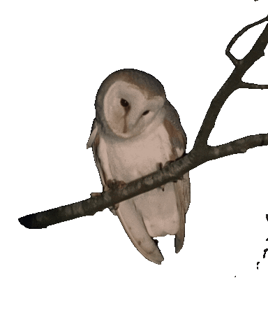White Owl Owl Sticker by NEON