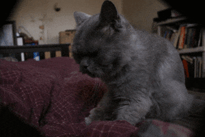 cat massage GIF